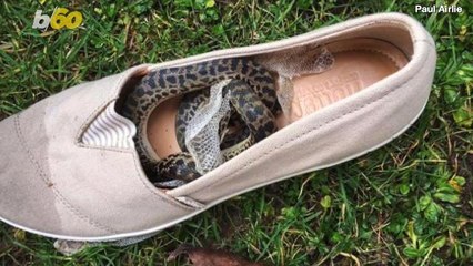 Woman Discovers Python in Luggage After 9,000-Mile Flight from Australia