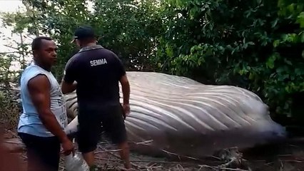 Video herunterladen: Toter Buckelwal im Wald gefunden