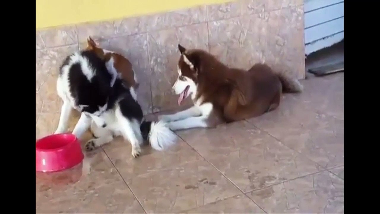 funny videos for kids