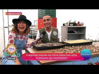 Adopta una planta en peligro de extinción | Sale el Sol