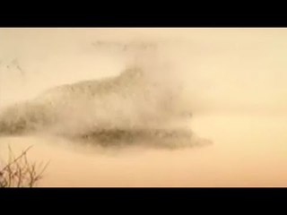 Maravilla de la naturaleza: Parvada impresiona en los cielos con movimientos | Noticias con Zea