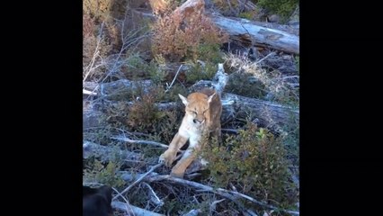 En promenade avec son chien, il tombe sur un puma en pleine foret