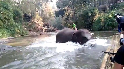 Un éléphant un peu taquin vient faire une blague à des touristes en bateau