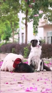 La réaction de ce chien face à une personne qui simule un malaise : incroyable