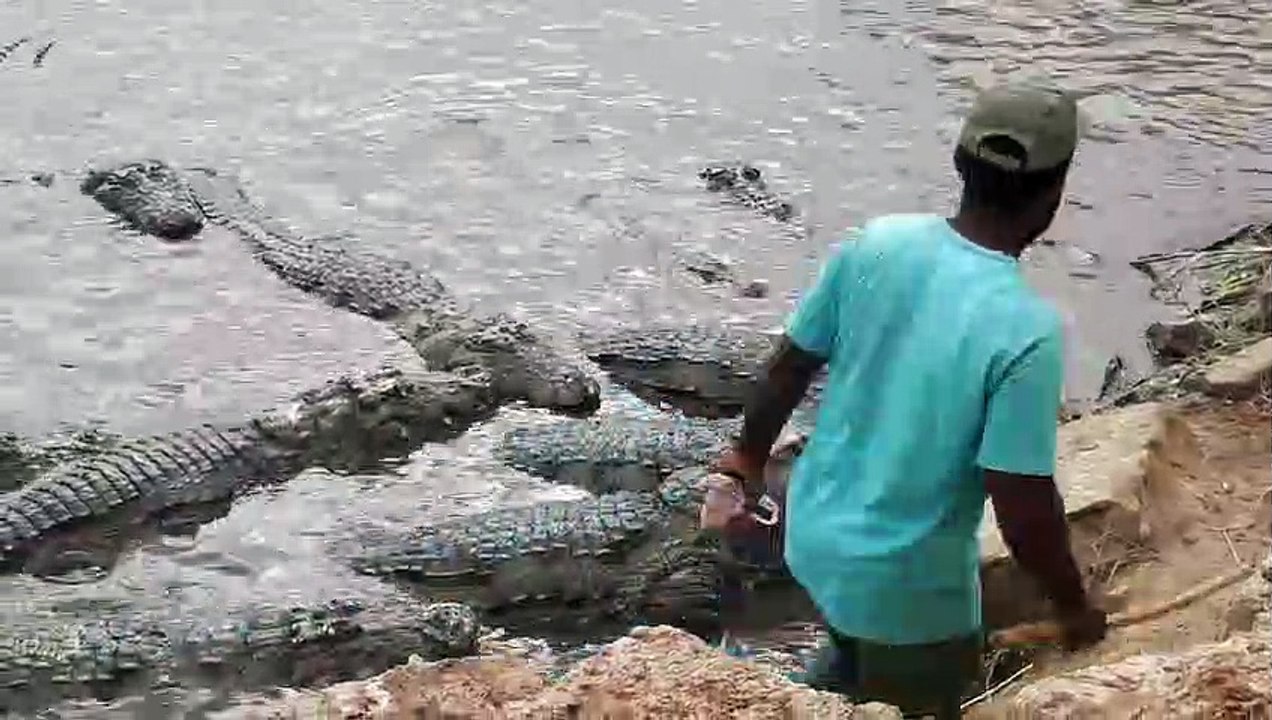 Cet homme vient nourrir des dizaines de crocodiles sauvages