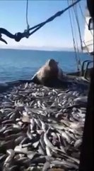 Ce lion de mer a trouvé le spot parfait pour pecher du poisson