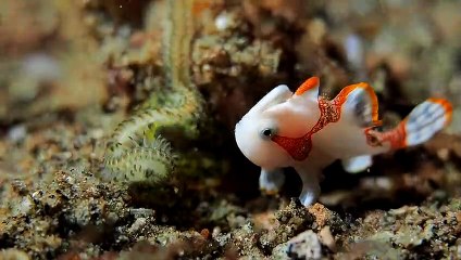 Frogfish Found During Night Dive