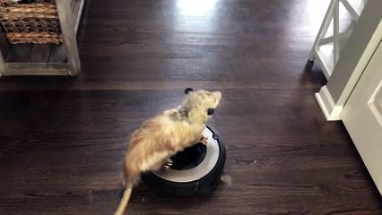 Awesome Opossum Rides a Robot