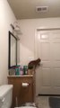 Découvrez comment ce chat ninja parvient à ouvrir la porte de la salle de bain