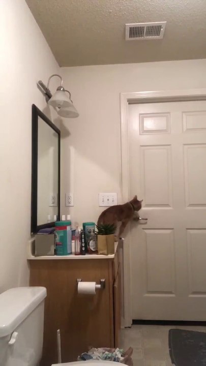 Découvrez comment ce chat ninja parvient à ouvrir la porte de la salle de bain