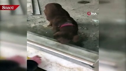 Memleketine giden sahibinin dükkana kilitlediği köpek kurtarıldı