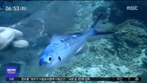 [투데이 영상] 인간이 버린 비닐봉지에 갇힌 물고기