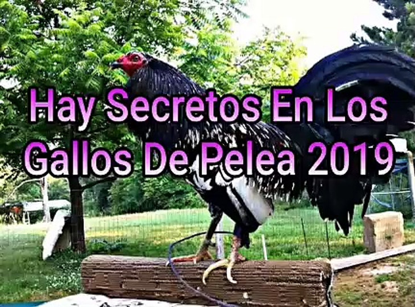 Los Secretos En Los Gallos De Pelea 2019 Video Dailymotion