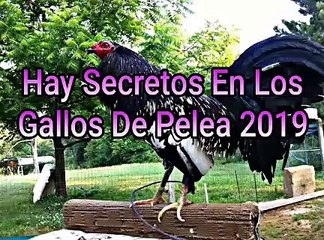 Los Secretos En Los Gallos De Pelea 2019