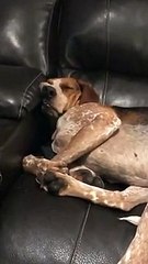 Ce chien semble dormir n'importe où et n'importe comment