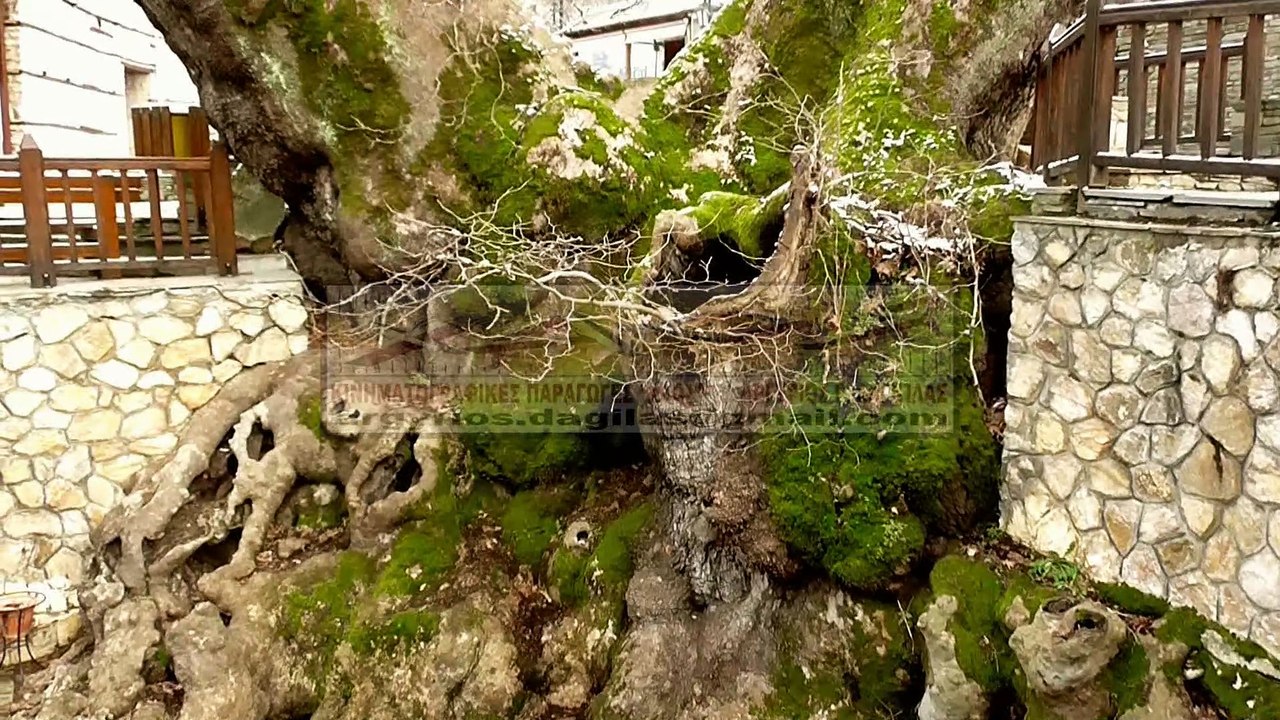 ΤΟ ΓΗΡΑΙΟΤΕΡΟ ΠΛΑΤΑΝΙ ΤΗΣ ΕΥΡΩΠΗΣ