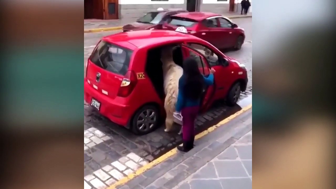 funny-video