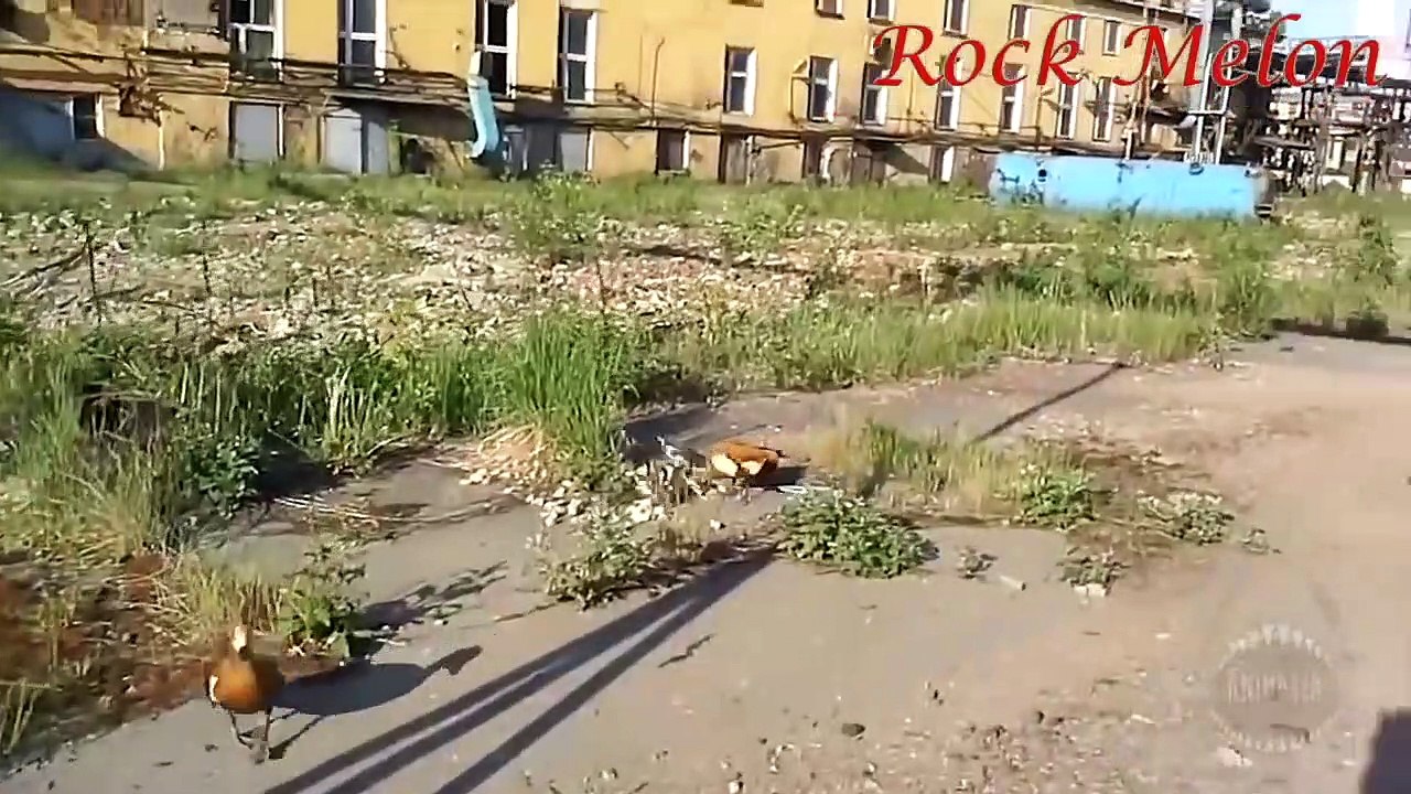 Run meme compilation  animals version_HD