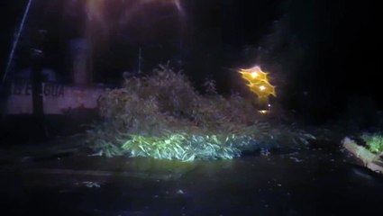 Árvore cai e interdita rua no Bairro Morumbi