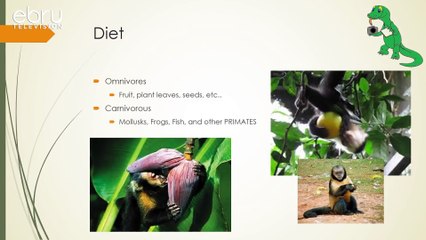 Wild Facts About Monkeys