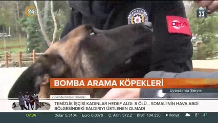 Bomba arama köpekleri