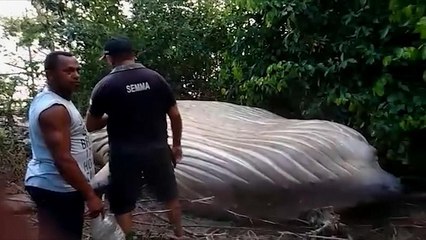 شاهد.. حوت نافق طوله 11 مترا على شاطئ برازيلي