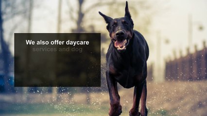 Best Dog Training Classes In Chicago, IL