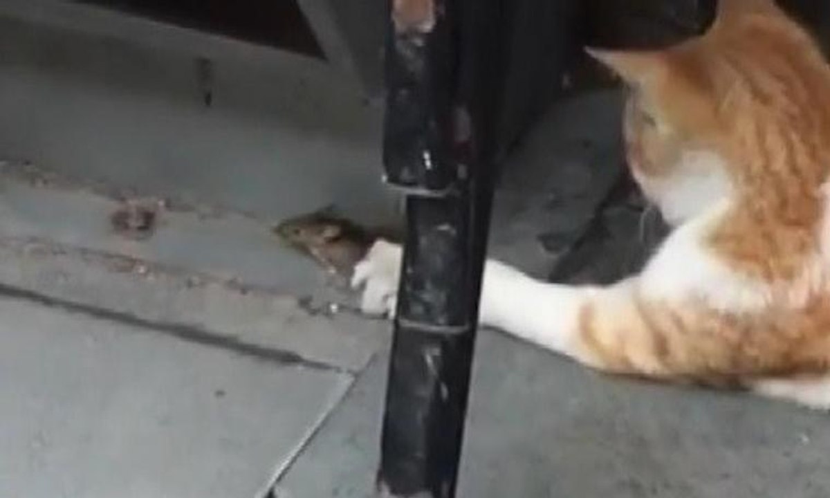 Kedi - fare oyunu kamerada