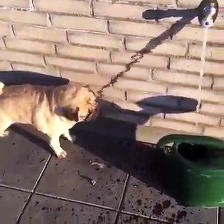 Dog & cat 10