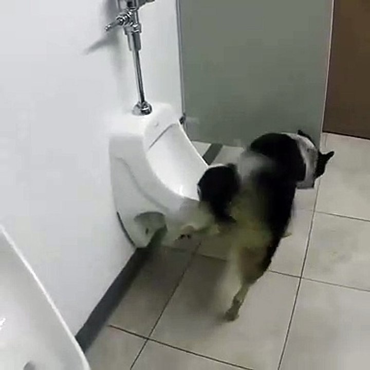 Dog & cat 9
