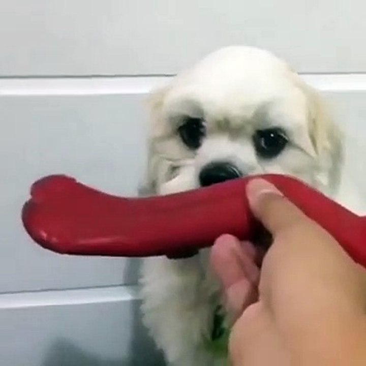 Dog & cat 15