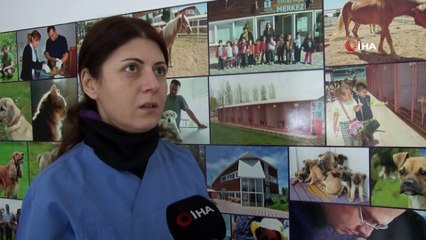 Soğuk havalar sokak hayvanlarını saldırganlaştırıyor