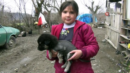 Aslan görünümlü köpek yavrusu