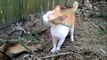 cat wakes up in the morning then eats grass