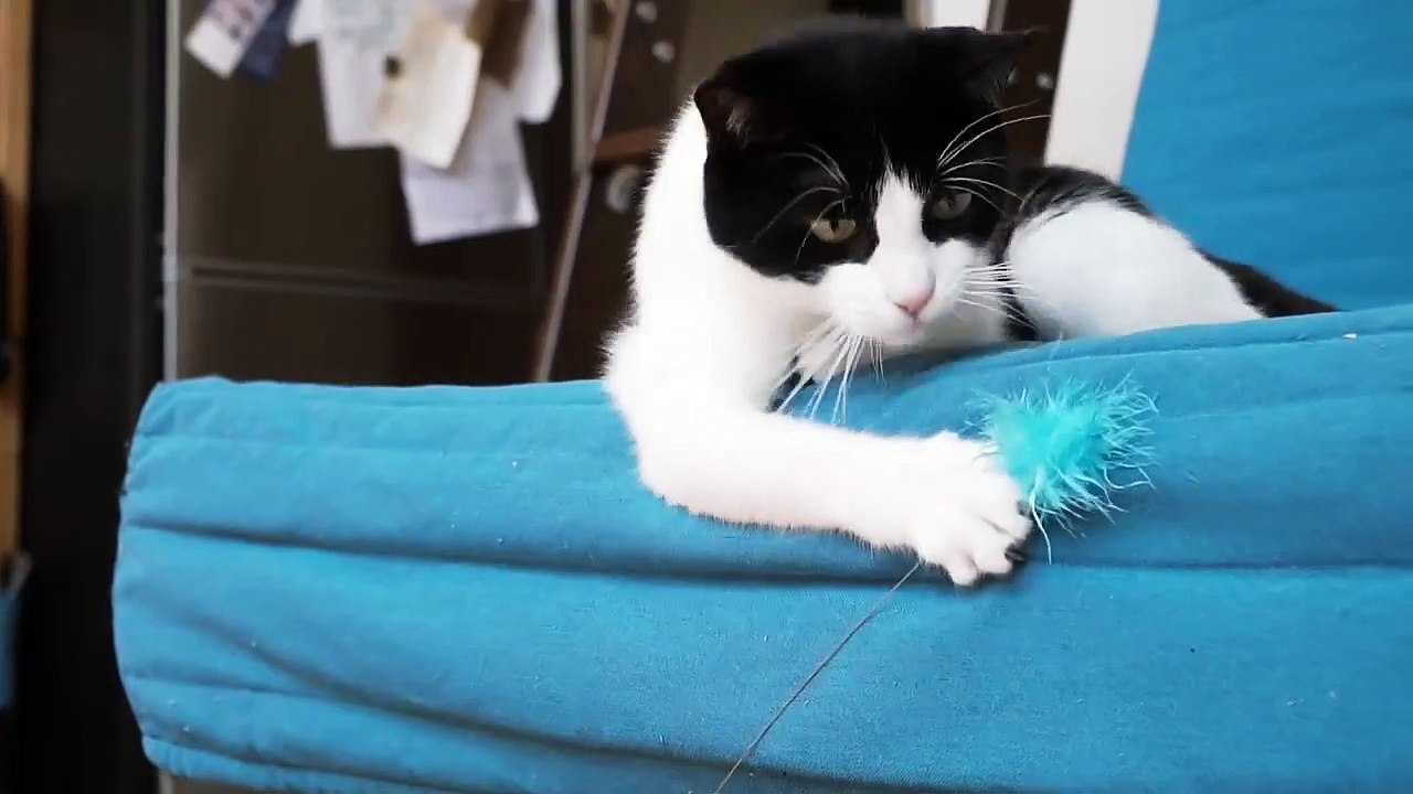 Voici le jouet le plus moderne (et le plus cher) du monde pour votre chat