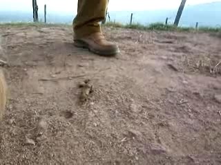 Méthode écologique pour ramasser une crotte de chien.