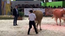 Salon de l'agriculture 2019 : une vache franc-comtoise participe au concours général agricole de la race Simmental