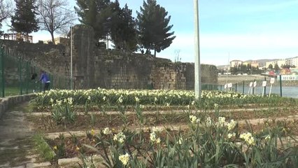 Cizre "Nergis" ile Özdeşleşecek - Şırnak