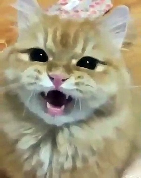 Ce adorable chat vous souhaite une excellente semaine