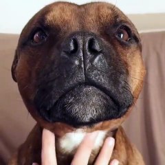 Ce chien aime beaucoup se faire chatouiller