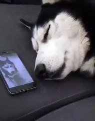 Ecouter la très belle voix de ce husky