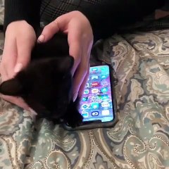Regarder ce mignon chaton en train de jouer avec le téléphone