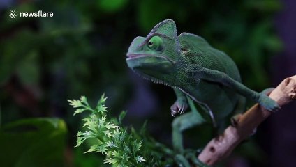 Blink and you’ll miss it! Veiled chameleon catches locust in one quick motion