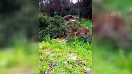 Bodrum'da aç kalan domuzlar ilçe merkezine indi - MUĞLA
