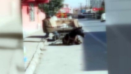 Halk TV'den "Hayvan Hakları" videosu