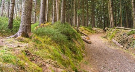 Köpeğe Tecavüz Ederken Yakalandı, "Çocuklarım Var" Diye Yalvardı