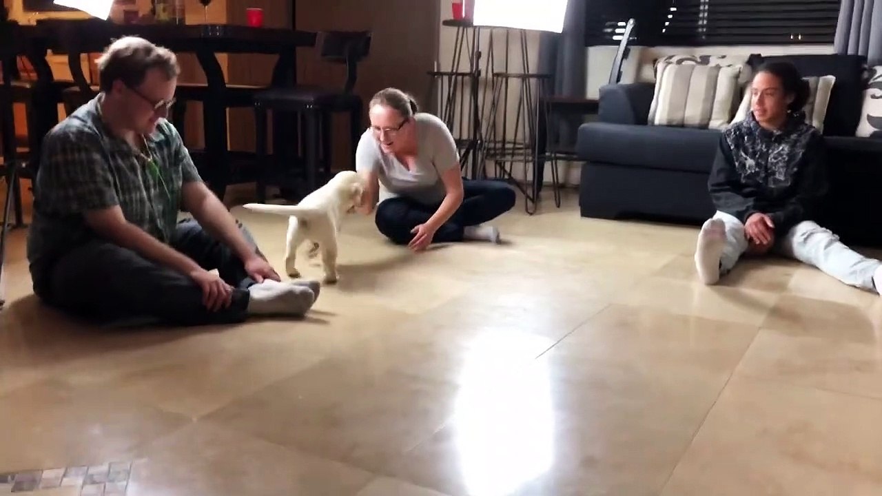 Daisy and Orion’s Labrador puppies - Tender Oak Labradors