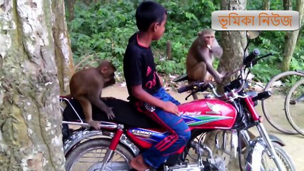 বানর জগৎ বালু ঘাট বাজার কেশরগঞ্জ  ফুলবাড়িয়া ময়মনস‌িংহ