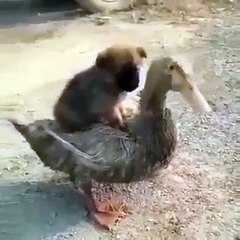 This image gives a good mood just by duck and dog looking at it. It takes a few seconds to smile