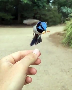 Hummingbirds Feeding In Super Slow Motion